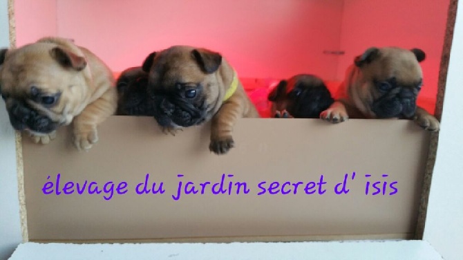 Du Jardin Secret D'Isis - nos bébés